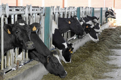 Explotación ganadera de vacas en Melgar de Yuso, en la provincia de Palencia-Ical