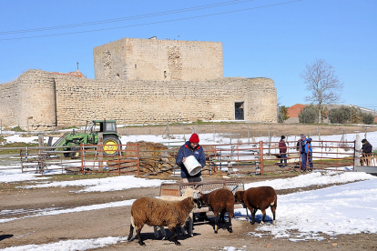 Una familia se hace cargo de su explotación de ovino después de una nevada, junto al castillo de la localidad, en el pequeño municipipo vallisoletano de Fuente el Sol, con 190 habitantes.  | S. G. C.