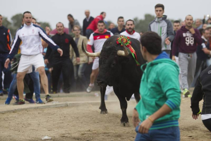 Toro de la Vega 2015 Rompesuelas por el campo de Tordesillas (Antonio Heredia)