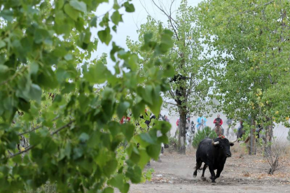 Toro de la Vega 2015 Rompesuelas por el campo de Tordesillas (Antonio Heredia)