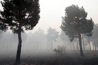 El humo se extiende entre los árboles de La Cabrera.-ICAL