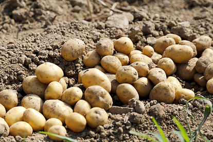Patatas recién sacadas en un campo de cultivo. PQS / CCO