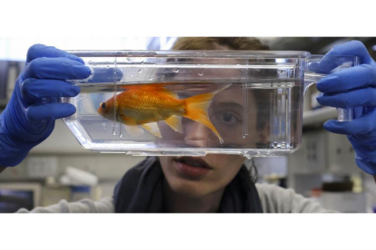 Una investigadora observa un pez en el Instituto de Neurociencias de Castilla y León-R. GRÁFICO: ENRIQUE CARRASCAL