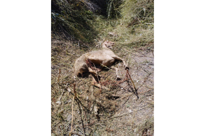 Una de las ovejas fallecidas tras el ataque del lobo. E.M.