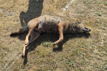 Aparece un lobo muerto en el aeródromo de Los Alcotanes de Zaratán. - E. M.