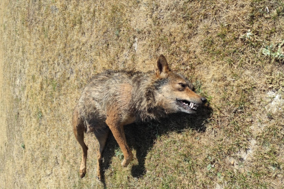 Imágenes del lobo encontrado muerto en Zaratán, Valladolid. - E. M.