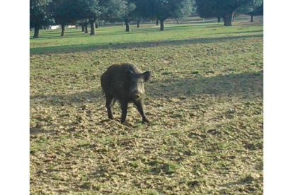 Un jabalí se adentra en un campo de cultivo de Madrigal de las Altas Torres (Ávila).-UPA