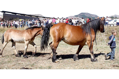 Feria nacional de ganado Hispano-bretón en la localidad leonesa de San Emiliano de Babia, en una foto de archivo. Peio García / ICAL