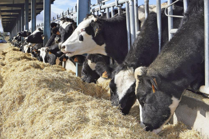 Vacas en una de las explotaciones que, desde la provincia de Ávila, ha participado en el proyecto.-COBADÚ