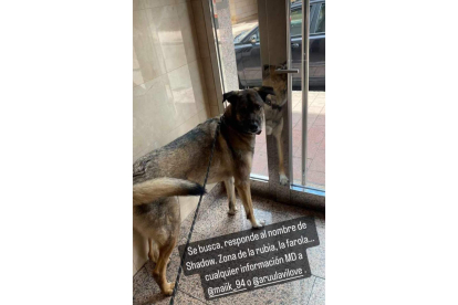 Shadow, perro desaparecido tras la explosión de la calle Goya.- TWITTER KARCHAN