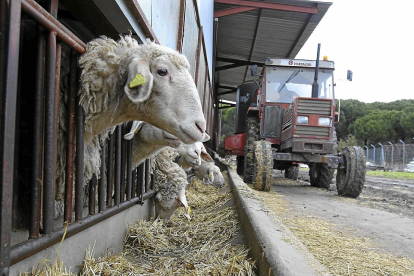 Un ganadero reparte con su tractor pienso en una explotación de ovino en la localidad segoviana de Fuente el Olmo de Iscar.- JUAN MIGUEL LOSTAU