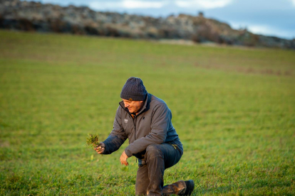 José  María Sanz enseña una parcela de yeros que pudo sembrar en noviembre. -M. TEJEDOR.