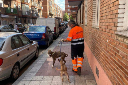 Perros rescatados por la Policía Municipal de Valladolid. - EM