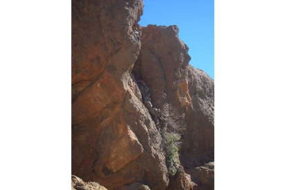 Uno de los cedros milenarios del Parque Nacional del Teide. E. M.