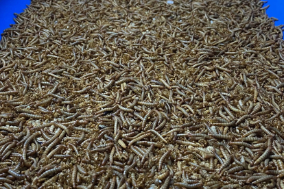Granja de cría de tenebrios en Valladolid para alimentación animal y abono natural. -ICAL