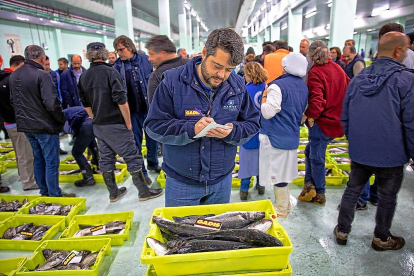 Personal de Gadis selecciona pescado en una lonja con la máxima frescura y seguridad alimentaria.-ESTUDIO ABAD FOTOGRAFÍA