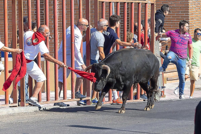 Uno de los toros recorre las calles de Tudela ante la agitación de los corredores.-PHOTOGENIC / PABLO REQUEJO