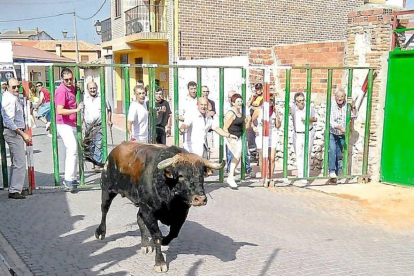 Uno de los toros del encierro.-El Mundo