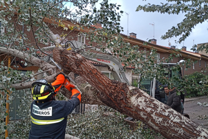 Caída de  un árbol sobre una casa como consecuencia del viento en Peñafiel.- BOMBEROSDIP_VLL