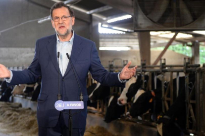 El líder del PP, Mariano Rajoy, este jueves en una visita electoral a una explotación ganadera en Asturias.-AFP / MIGUEL RIOPA
