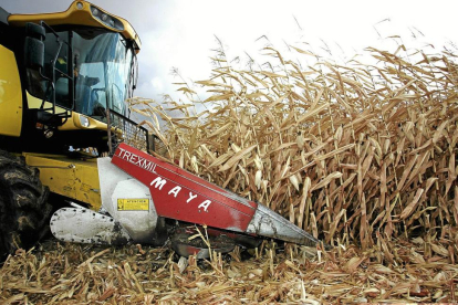 Un trabajador en plenas labores de cosecha en una parcela de maíz en la provincia de León, la principal productora de España.-ICAL