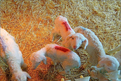 Algunos corderos de la granja de desarrollo ovino, ubicada en al localidad vallisoletana de Olmedo.-AGM