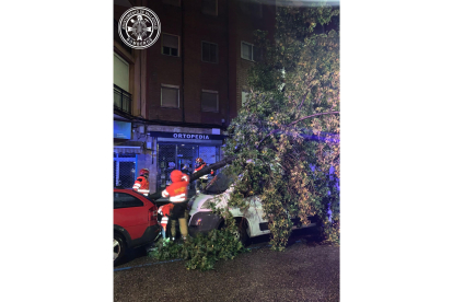 Árbol caído en Valladolid.-TWITTER BOMBEROS VALLADOLID