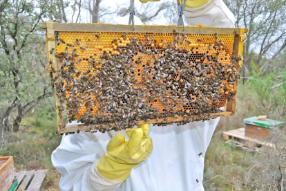 María Valdivieso, apicultora de La Bureba (Burgos) muestra un panal de abejas.-E.M.