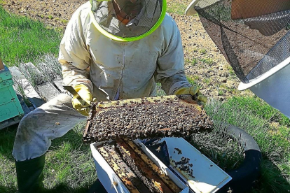 Un apicultor sostiene uno de los cuadros móviles de una colmena de Urzapa.-URZAPA