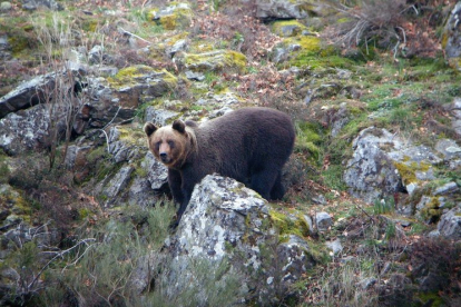 Imagen recurso de un oso cantábrico.- ICAL