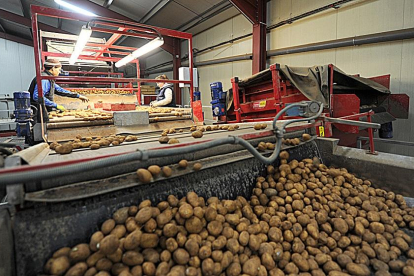 Dos empleados de la Cooperativa El Carmen, de Montorio (Burgos), seleccionan patatas en el almacén una vez finalizada la campaña.-ISRAEL L. MURILLO