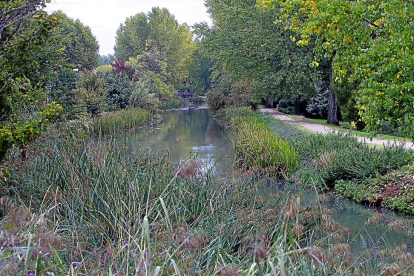 Un tramo del Canal de Castilla, a su paso por Valladolid, lleno de vegetación.-J. M. LOSTAU