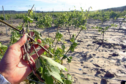 Un agricultor de Ribera del Duero muestra daños por pedrisco en el viñedo.-ICAL