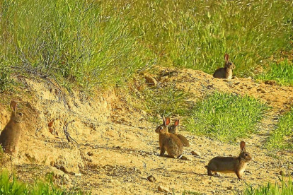 Conejos del coto vallisoletano de Simancas-Leonardo de la Fuente