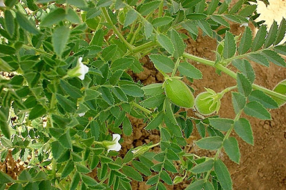 Imagen de un cultivo de garbanzos dentro de los ensayos, en la que puede verse su flor blanca.-ITACYL