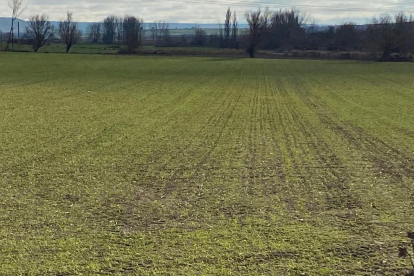 Los campos comienzan a verdear tras la primera siembr acabada hace unas semanas, a la que se sumará la segunda con inicio a principios de enero. / ECB.