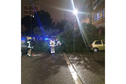 Caída de un árbol contra un vehículo estacionado en la calle Hermanos Cossio de Valladolid.- TWITTER POLICIA VALLADOLID