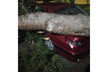 Caída de un árbol contra un vehículo estacionado en la calle Hermanos Cossio de Valladolid.- TWITTER POLICIA VALLADOLID