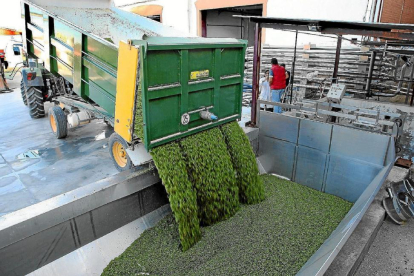 Recepción de uva blanca en una de las bodegas de la DO Rueda.-J. M. LOSTAU