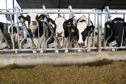 Vacas recién ordeñadas en la localidad abulense de Langa, en la comarca de La Moraña.-E. M.