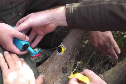 Los investigadores intalan cámaras en los cuernos de los animales para conseguir un efecto disuasorio en los cazadores furtivos.-Foto: BBC