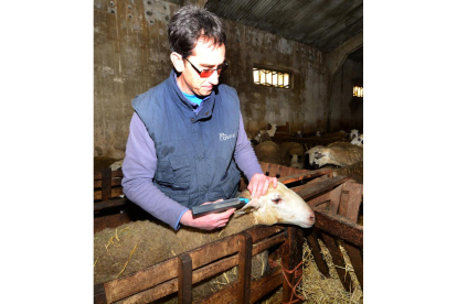 Un veterinario trabajando con ganado ovino en una explotación de Soria.-VALENTÍN GUISANDE
