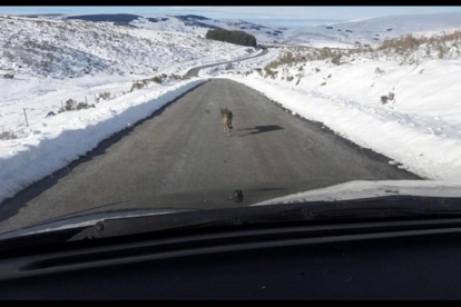 Imágenes del lobo perseguido en la Sierra de Gredos-EUROPA PRESS