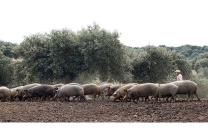 Una manada de cerdos pasta en una dehesa de Salamanca, conducida por un ganadero. / ICAL
