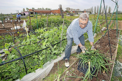 Un aficionado a la horticultura organiza la cosecha en uno de los huertos ecológicos de Inea.-PABLO REQUEJO