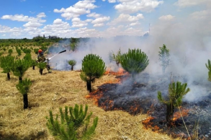 Incendio en el 'Bosque de los sueños' en Valladolid. - BOMBEROS DE VALLADOLID