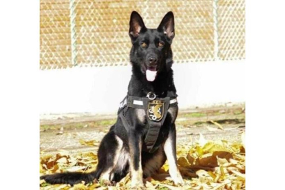 El perro policía Elko, herido en la detención de un varón que estaba atrincherado en Valladolid. - ADOPTA K9