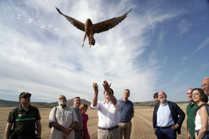 El consejero de Medio Ambiente, Vivienda y Ordenación del Territorio, Juan Carlos Suárez-Quiñones, participa en la suelta de aguiluchos cenizos, en el marco del convenio de colaboración con la Asociación para la conservación y estudio de la naturaleza de Valladolid (ACENVA) y la Sociedad española de ornitología (SEO/BirdLife). -ICAL