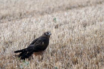 Ejemplar de aguilucho cenizo. -ICAL