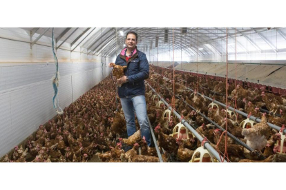 Jesús Ciria en su granja de Aldealafuente con las gallinas.-ICAL